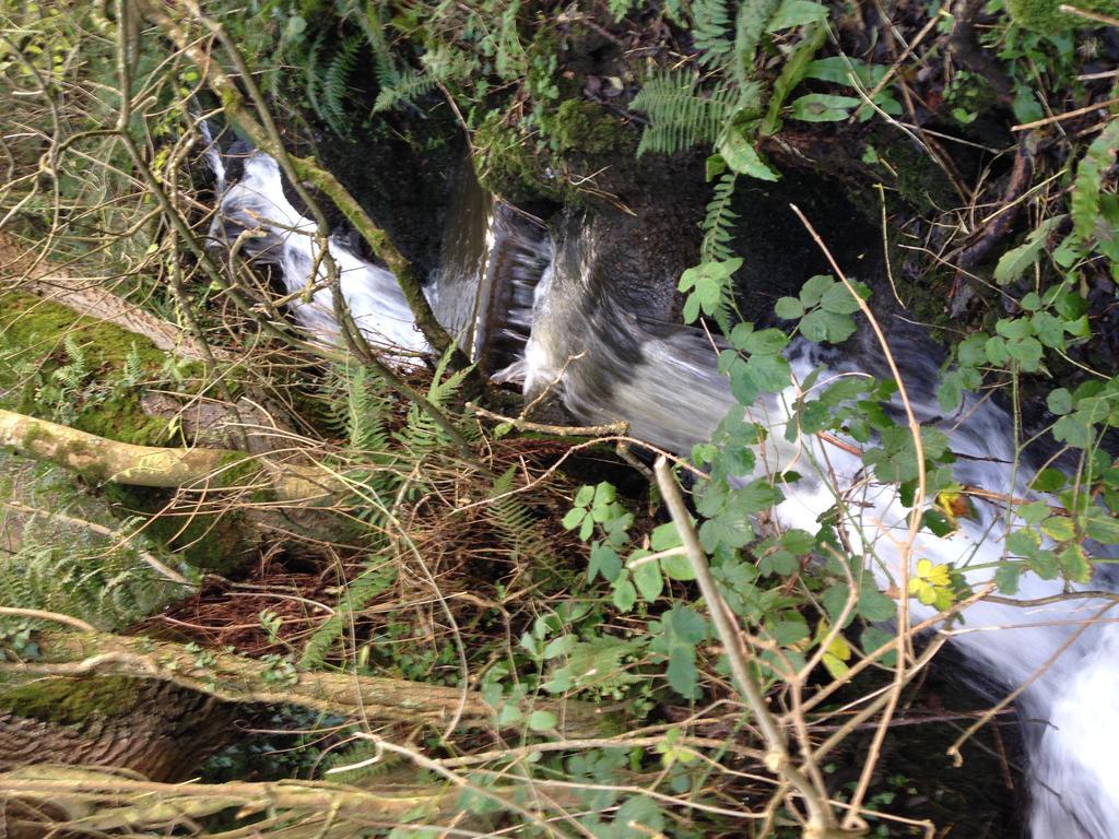 Glan Morfa Lodge & Wildlife Experience Dwyran Bagian luar foto